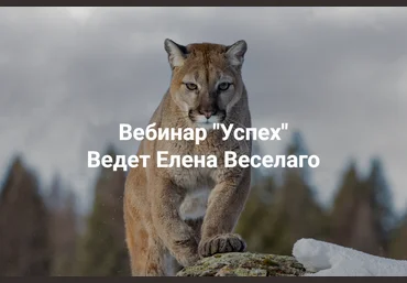 Институт Открытого поля Елена Веселаго ― Успех 2025 скачать слив