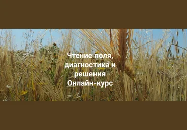 Елена Веселаго Институт открытого поля Чтение поля, диагностика и решения. Вся практика 2022 слив