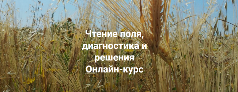 Елена Веселаго Институт открытого поля Чтение поля, диагностика и решения. Вся практика 2022 слив курса