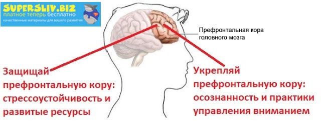 Андрей Беловешкин Курс Стресс. Осознанная стрессоустойчивость 2019 слив курса