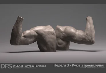 Анатомия для художников. Руки и предплечья - Итон 2014 слив