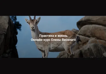Елена Веселаго Институт Открытого Поля Практика и жизнь. Ступень 2 2024 слив