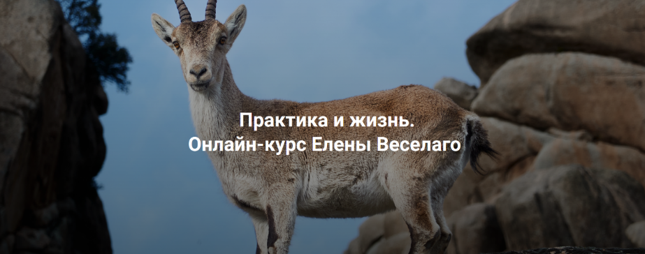 Елена Веселаго Институт Открытого Поля Практика и жизнь. Ступень 2 2024 слив курса