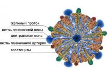 Ультраинтенсив «Я - друг печени» - Маматов 2015 слив