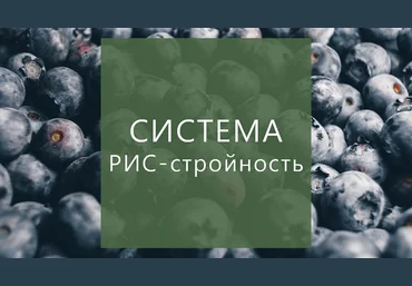 Суханова Елена Система РИС-стройность 2023 слив