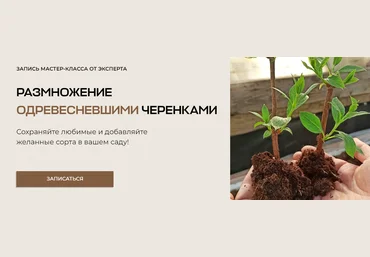 Умный садовник Владимир Задоркин - Размножение одревесневшими черенками 2023 слив
