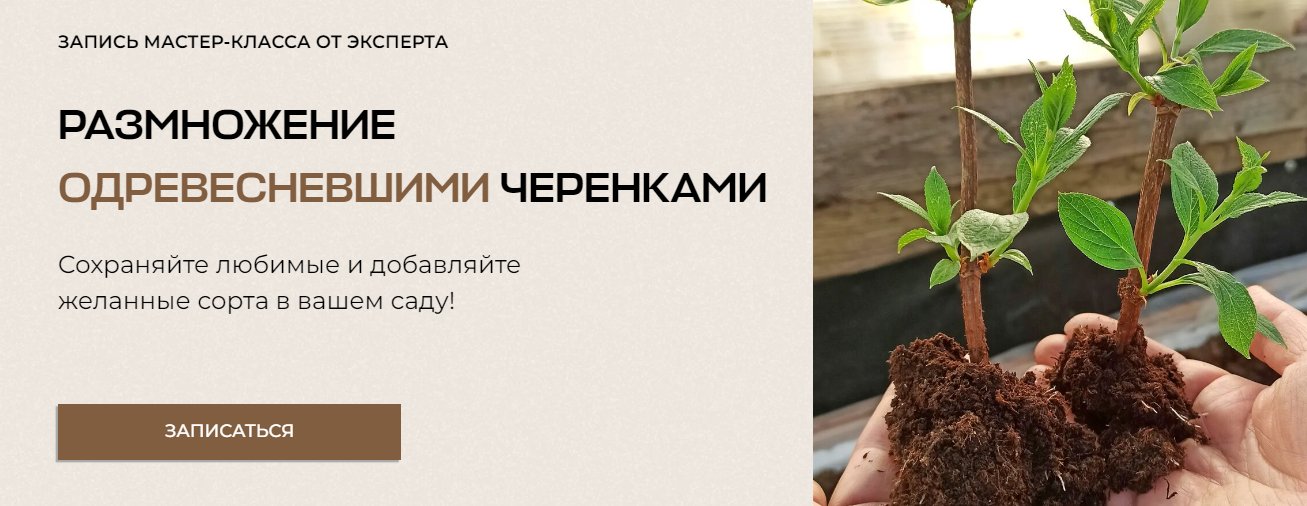 Умный садовник Владимир Задоркин - Размножение одревесневшими черенками 2023 слив курса