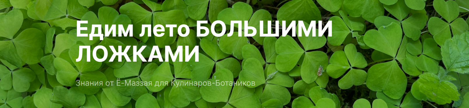 Валерий Коршунов Ё-Маззай Курс по дикоросам: Едим лето большими ложками 2024 слив курса