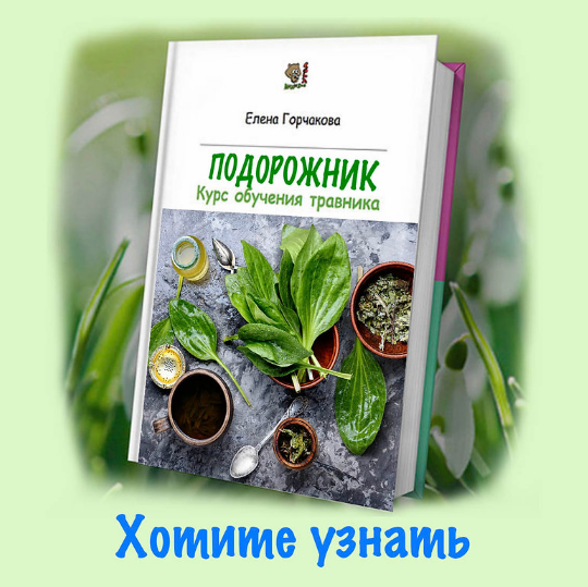 Елена Горчакова Медвежий угол Подорожник 2023 слив курса