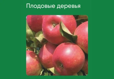 Анна Акинина Школа нетипичного фермера Плодовые деревья 2024 слив