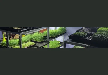 GreenMan Николай Сабзир Все о Микрозелени. Хочу все серьезно 2021 слив