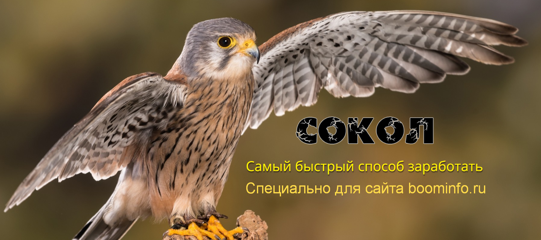 Андрей Копылов «Сокол» - Самый быстрый способ заработать 2020 слив курса