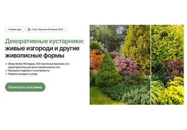 Елена Савич Декоративные кустарники: живые изгороди и другие живописные формы Тариф Оптимальный скачать слив