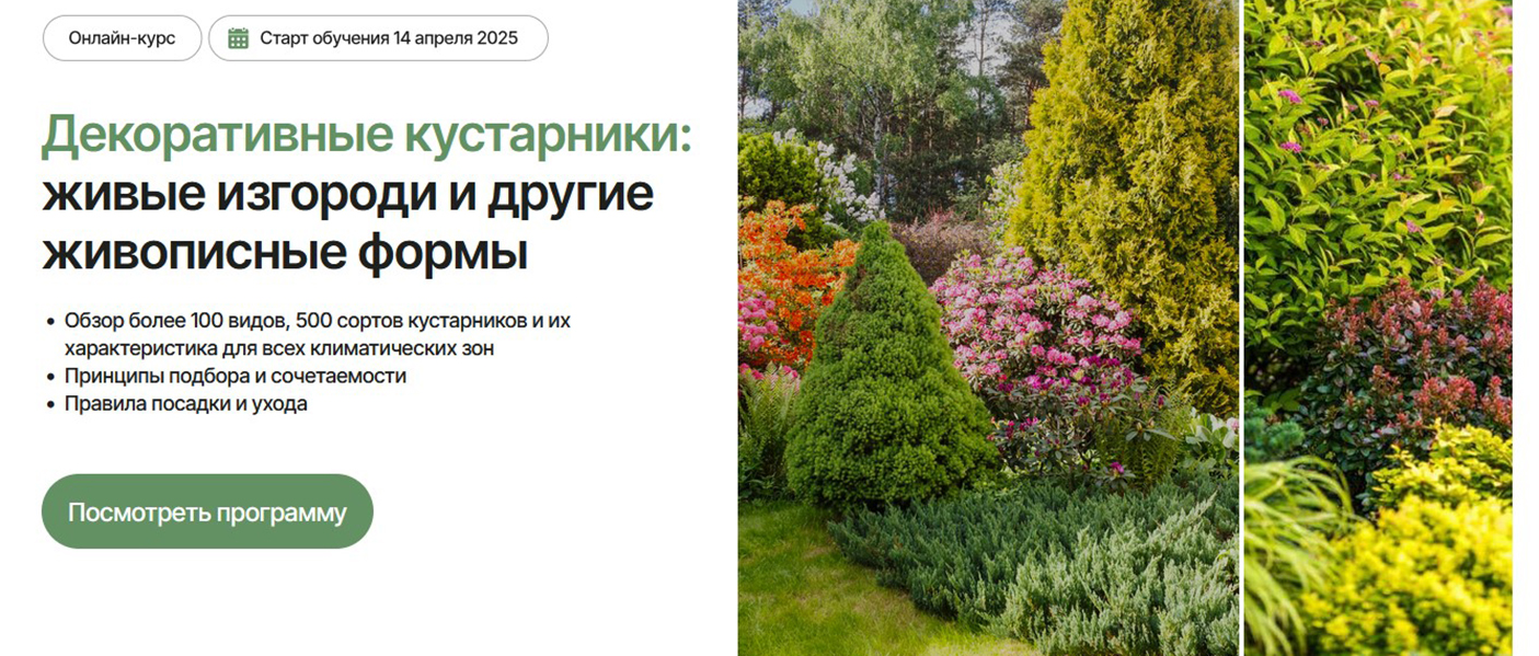 Елена Савич Декоративные кустарники: живые изгороди и другие живописные формы Тариф Оптимальный слив курса
