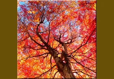 Accept Your Physical Self Isochiral Affirmations - Brainwave entrainment store 2014 слив