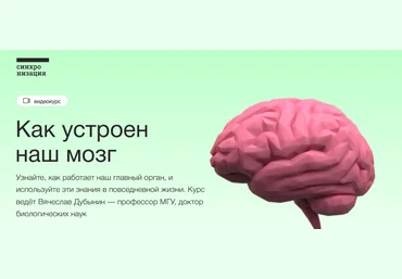 Синхронизация Вячеслав Дубынин - Видеокурс «Как устроен наш мозг» 2020 слив
