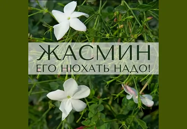 Анна Зворыкина Жасмин: его нюхать надо! 2024 скачать слив