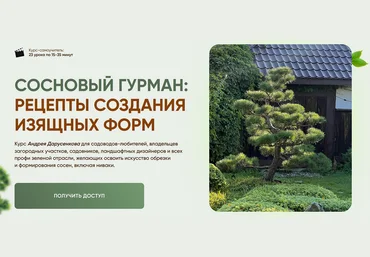 Андрей Дарусенков Сосновый гурман: рецепты создания изящных форм 2025 слив