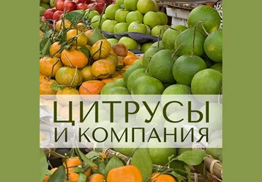 Анна Зворыкина Парфюмерия Цитрусы и компания 2024 слив