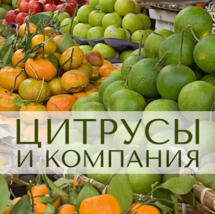 Анна Зворыкина Парфюмерия Цитрусы и компания 2024 слив курса