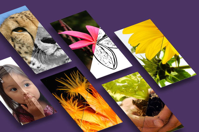 Bundlestorm Adobe Photoshop Actions слив курса