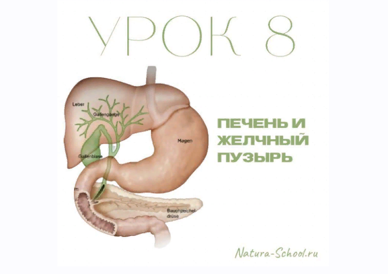 Natura-School Олег Гитбиндер - Урок 8. Печень и желчный пузырь 2022 слив курса