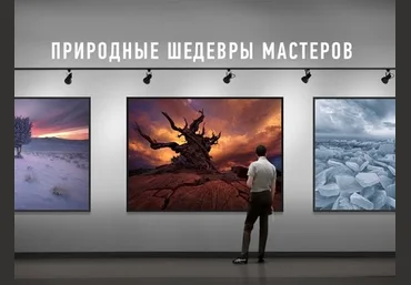 Profileschool Дмитрий Шатров. Природные шедевры мастеров слив