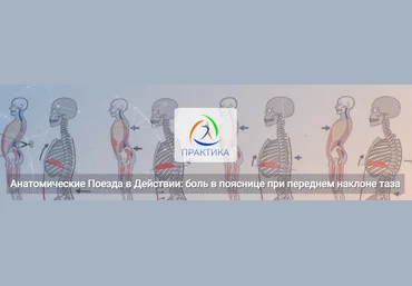 Анна Щербина Анатомические поезда в действии: боль в пояснице при переднем наклоне таза 2025 слив