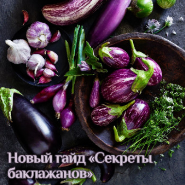 Катя Янг Гайд «Секреты баклажанов» 2024 слив курса