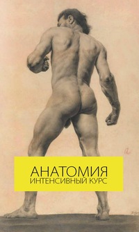 Пластическая анатомия - Онлайн интенсив слив курса