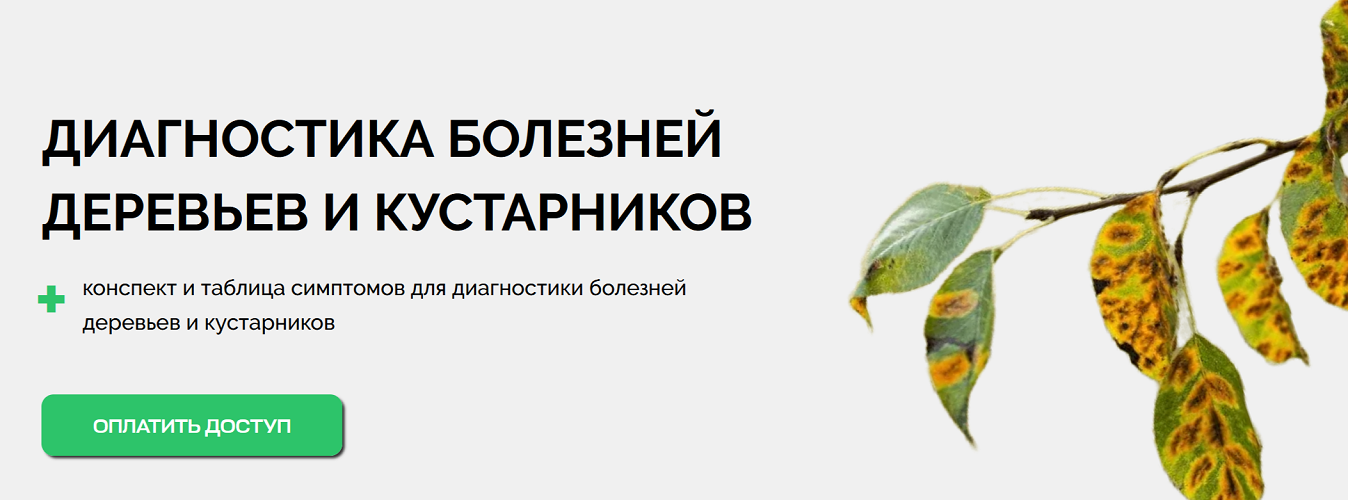 Умный садовник Диагностика болезней деревьев и кустарников 2025 слив курса