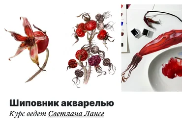 Светлана Лансе lectoroom Шиповник акварелью 2022 слив
