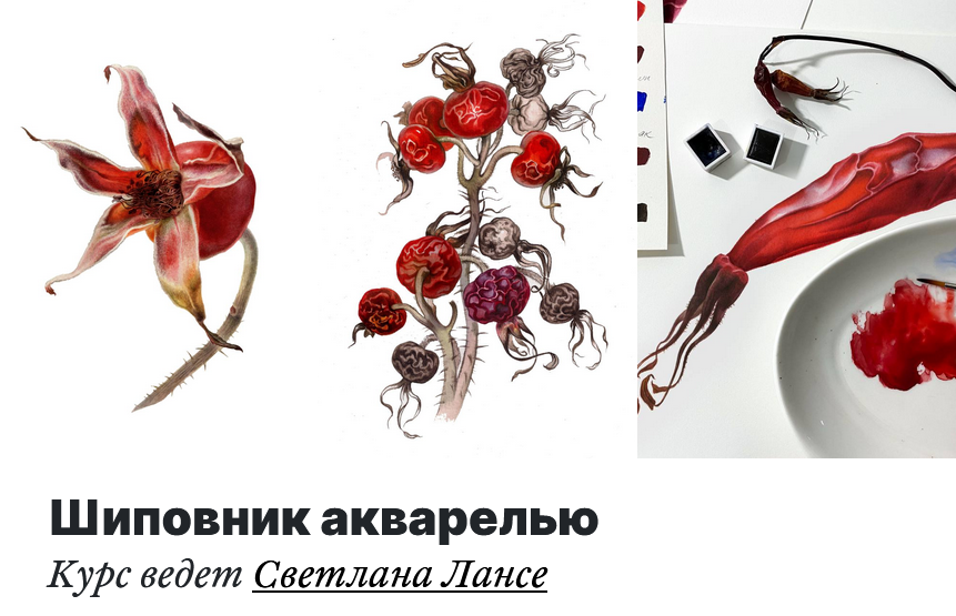 Светлана Лансе lectoroom Шиповник акварелью 2022 слив курса