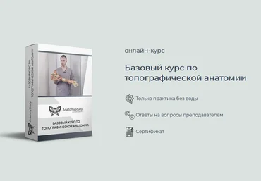 Сергей Скворцов Базовый курс по топографической анатомии 2021 слив