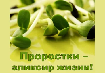 Проростки - эликсир жизни! - Дудник 2017 слив