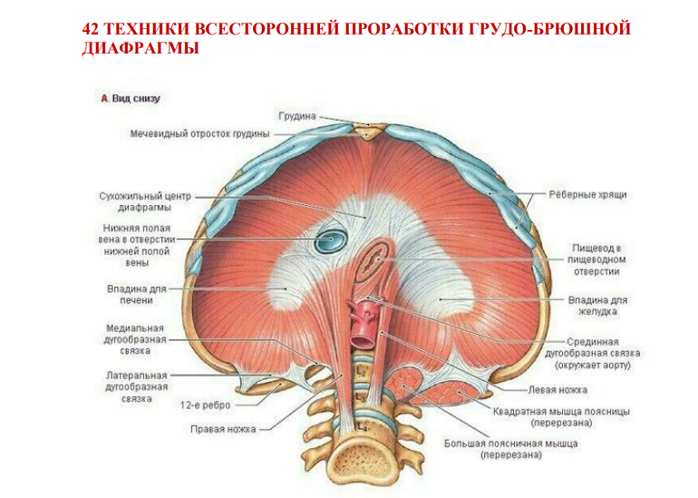 Игорь Атрощенко 42 техники всесторонней проработки грудо-брюшной диафрагмы 2022 слив курса