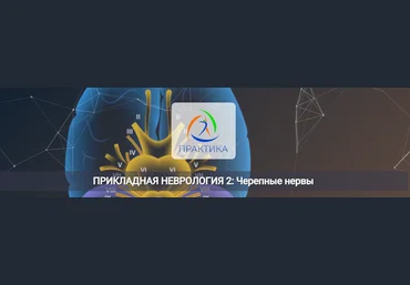 Мария Недре Центр Практика Прикладная неврология 2: Черепные нервы 2025 слив