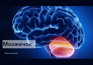 Мария Недре Центр Практика Прикладная неврология. Мозжечок 2024 слив