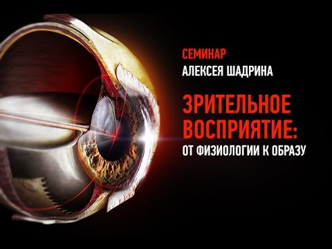 Зрительное восприятие: от физиологии к образу - Шадрин слив курса