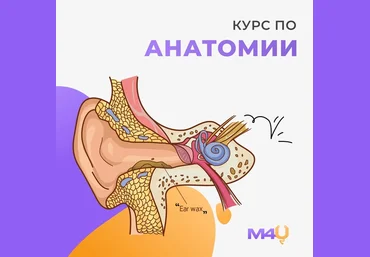 Medforyou - школа медицины Курс по анатомии 2024 слив