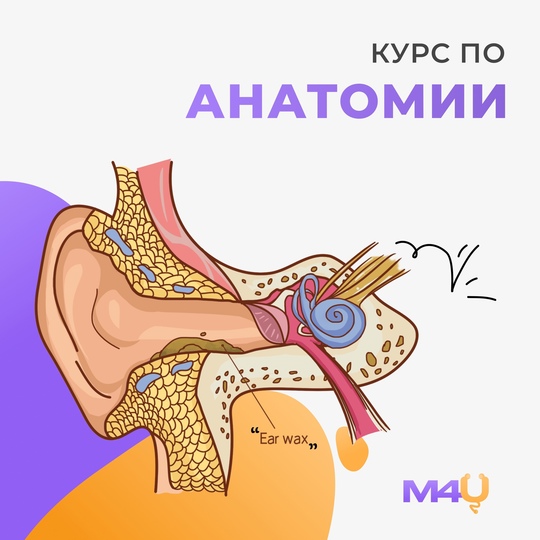 Medforyou - школа медицины Курс по анатомии 2024 слив курса