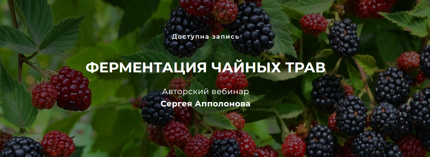 Cергей Апполонов Ферментация чайных трав 2022 слив курса