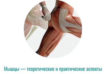 Массажная школа Елены Земсковой Константин Берман - Мышцы — теоретические и практические аспекты слив