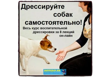 Софья Баскина Дрессируйте собак самостоятельно! Полный курс слив