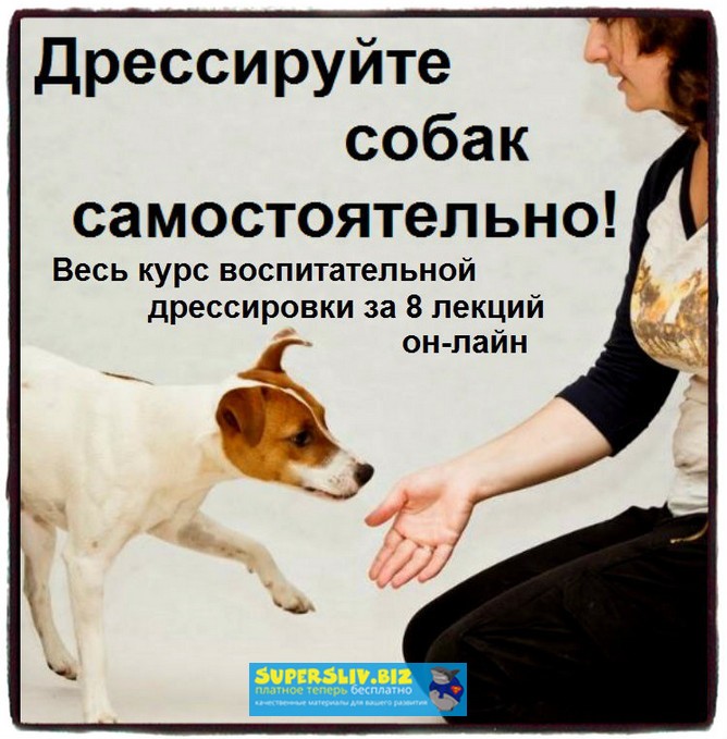 Софья Баскина Дрессируйте собак самостоятельно! Полный курс слив курса