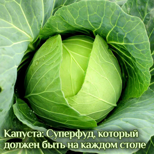Катя Янг Капуста: суперфуд, который должен быть на каждом столе 2024 слив курса