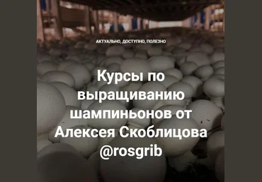 Алексей Скоблицов Курсы по выращиванию шампиньонов 2022 слив