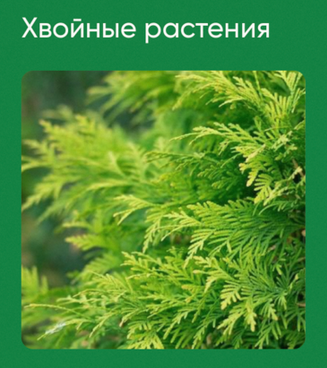 Анна Акинина Школа нетипичного фермера Хвойные растения 2024 слив курса
