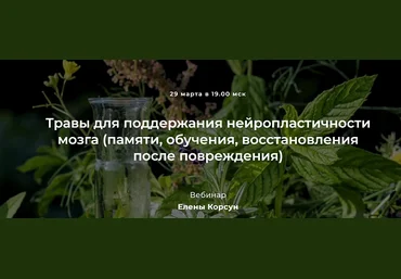 Е. Корсун Травы для поддержания нейропластичности мозга восстановления после повреждения 2022 слив