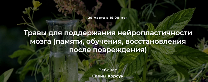 Е. Корсун Травы для поддержания нейропластичности мозга восстановления после повреждения 2022 слив курса